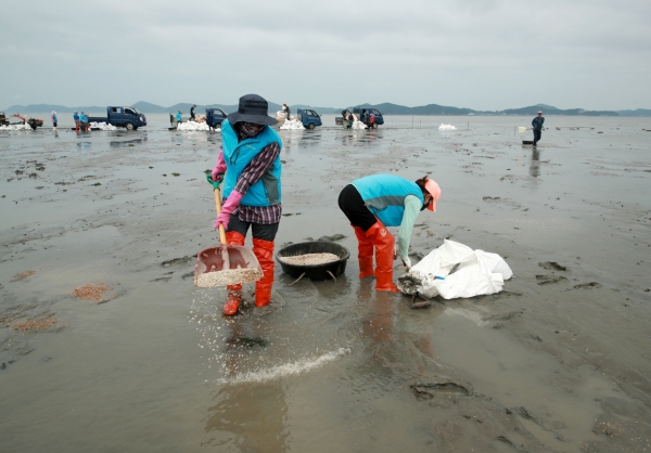 지난 12일 근흥면 마금리에서 게르마늄을 살포하는 모습.