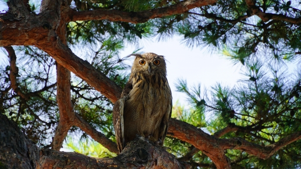 금산군청을 찾은 부엉이 모습