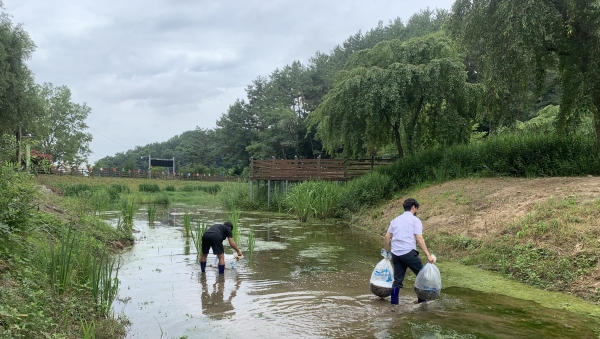 법동소류지 내 미꾸라지 방류 모습