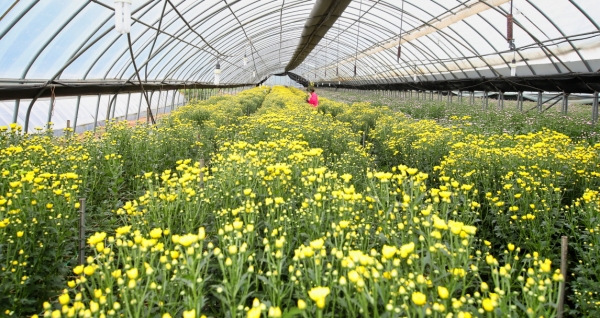 태안군에서 재배되는 국화가 일본 수출길에 올라