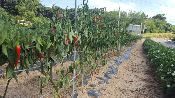 고추재배 포장 사진