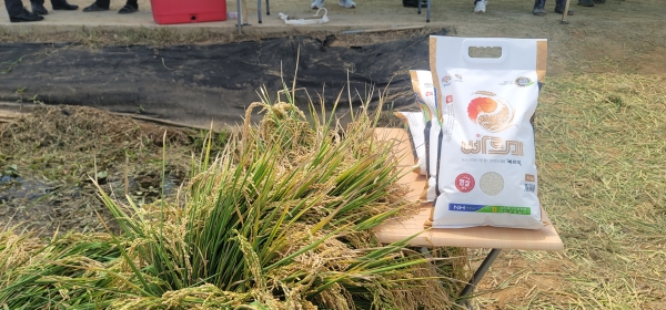 당진시 국내 최대 규모 빠르미쌀 수확 모습