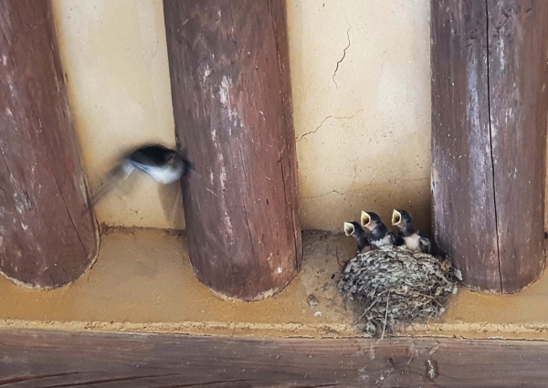 입을 벌리고 있는 새끼 제비들