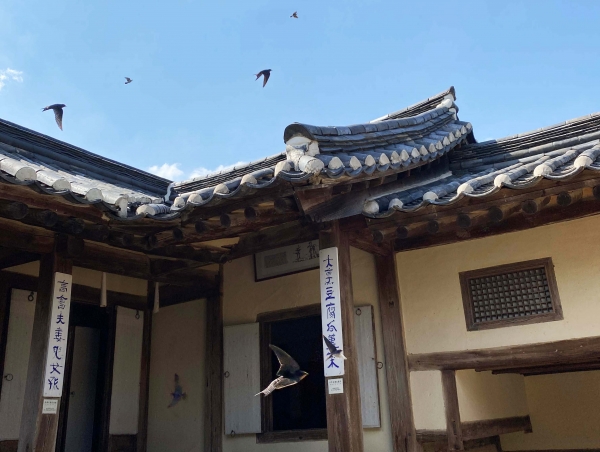 추사고택 안채를 찾은 제비들