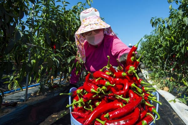 홍성군 교촌마을에서 고추수확하는 모습