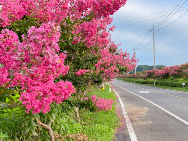 서천 배롱나무 드라이브 길 모습