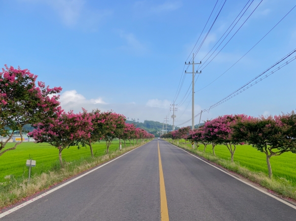 서천 배롱나무 드라이브 길 모습
