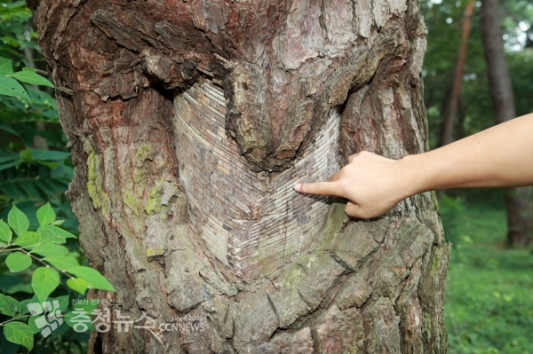 일제시대때 ‘V’자형 상처를 내는 방식으로 송진을 채취해 아직까지도 상처가 남은 안면송 모습
