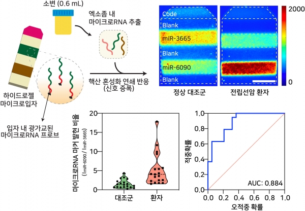 전립선암 환자군과 정상 대조군의 소변 유래 엑소좀 내 마이크로RNA 동시 다중 신호 증폭 및 임상진단 활용 가능성 검증