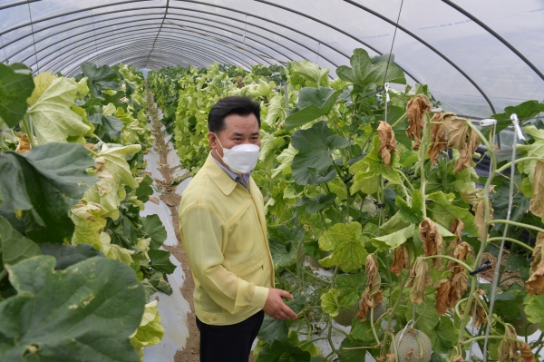 박정현 군수, 폭염피해 농가 현장방문 장면