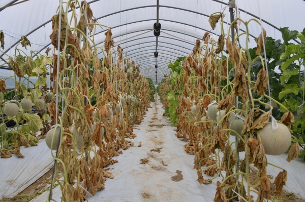 폭염피해 멜론시설하우스 모습