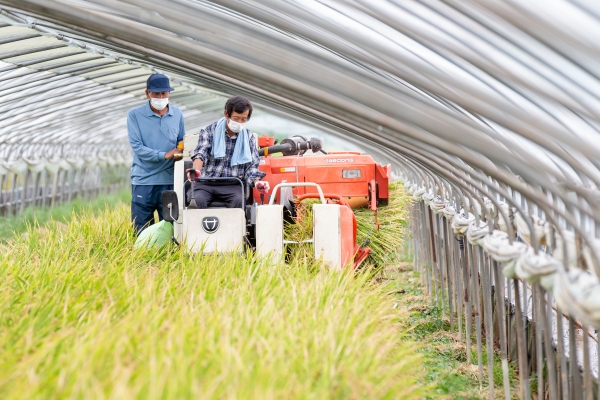 지난 6월 9일 빠르미로 모내기를 한 지 불과 69일 만에 벼 수확 작업 진행 모습