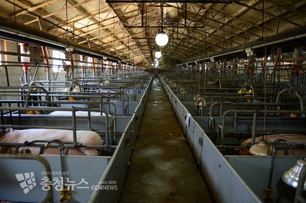 관내 양돈농가의 모돈사