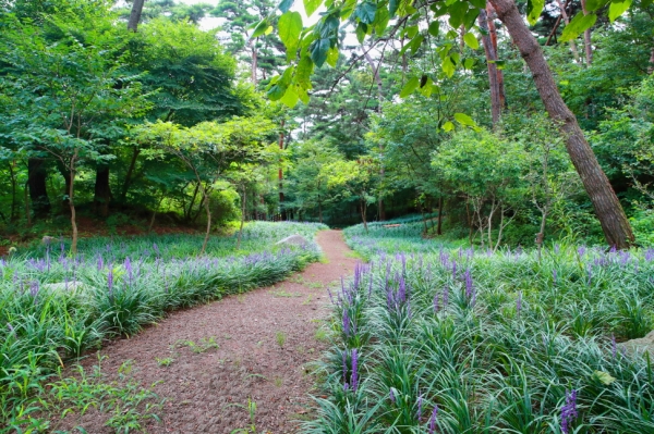 태안읍 상옥리 산118-4번지 일원에 지난해 식재한 맥문동이 여름을 맞아 만개