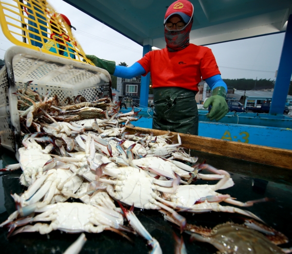지난 21일 근흥면 채석포 위판장 모습.