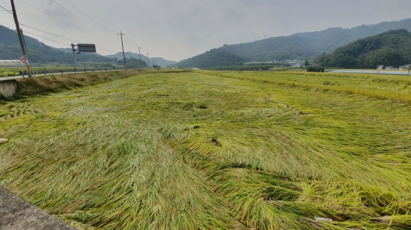 태풍 피해 자료사진(2019년 9월 태풍)