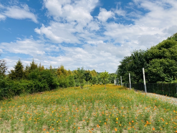 국궁장에 펼쳐진 황화코스모스 풍경