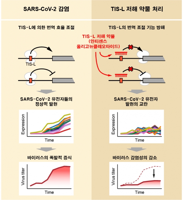 TIS-L의 기능을 활용한 SARS-CoV-2 치료 전략