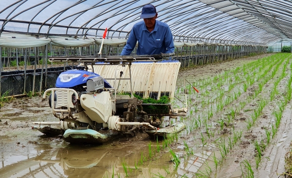 청양 우근식 농가 벼 3모작 위한 ‘두 번째 모내기’실시 모습