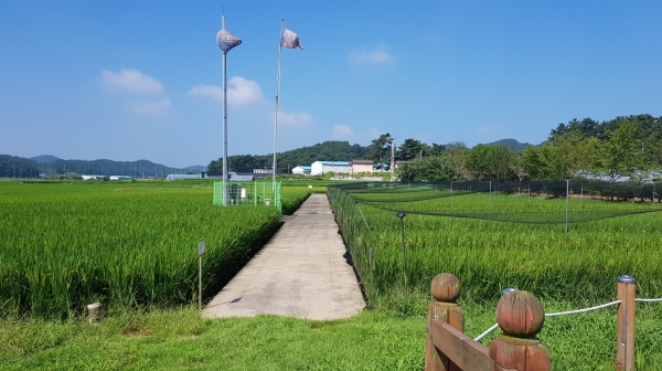 서천군농업기술센터, 벼 품종비교 전시포 전경