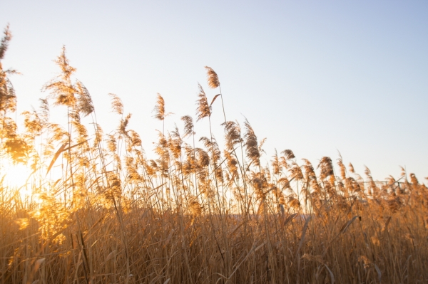 신성리 갈대밭