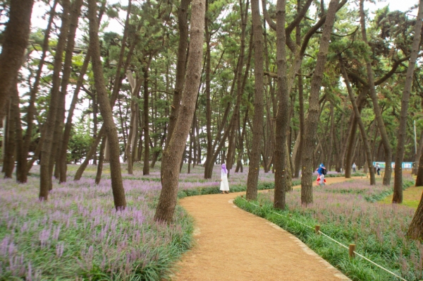 장항 송림숲