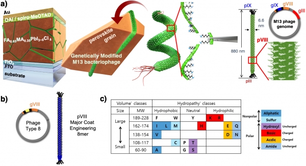 M13 박테리오파지의 구조와 페로브스카이트 태양전지에의 적용원리