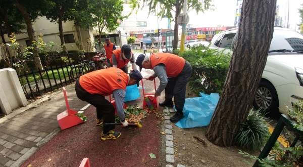 해마다 진행하는 은행나무 낙과 청소 모습