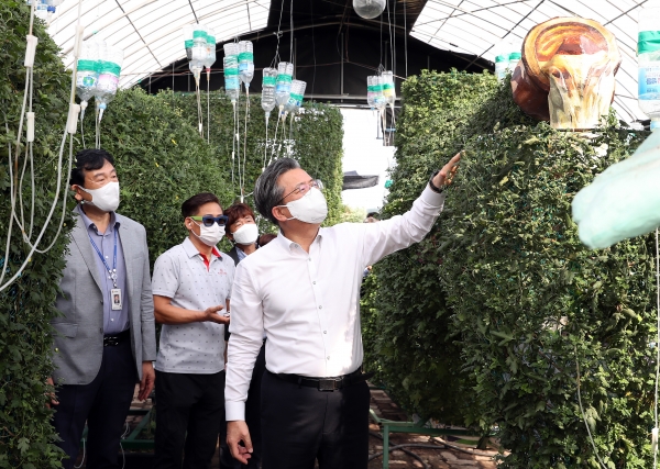 정용래 유성구청장이 2일 유성구 외삼동에 위치한 국화양묘장을 방문해 국화전시회에 전시될 국화를 살펴보고 있다.