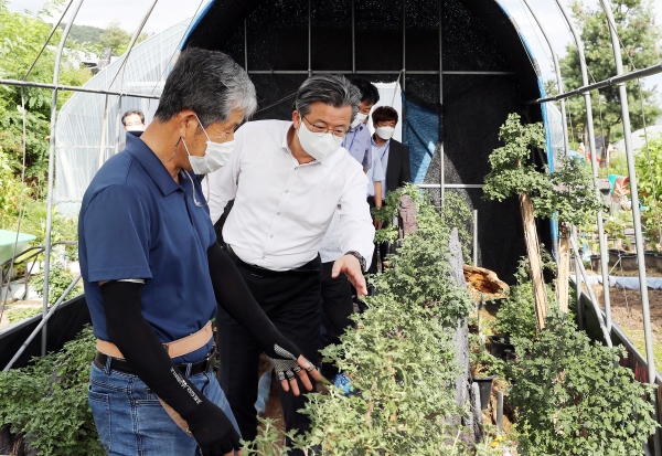 정용래 유성구청장이 2일 유성구 외삼동에 위치한 국화양묘장을 방문해 국화전시회에 전시될 국화를 살펴보고 있다