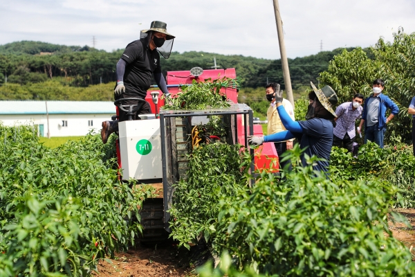 일괄 수확 시연회 개최 사진