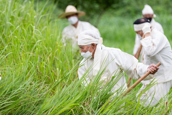 청양 인양리 주민들 전국 유일 ‘갈대 후리는 소리’ 계승 시연 모습