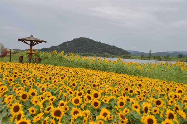 부여 구드래 둔치에 활짝 핀 해바라기 모습