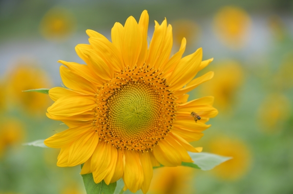 부여 구드래 둔치에 활짝 핀 해바라기 모습