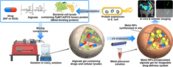 금속나노입자와 약물을 동시에 포집한 다기능성 알지네이트 젤 개발과 이의 생체 내 위치 영상화 기술 모식도