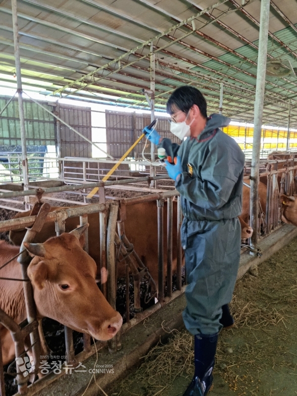 홍성소재 농가에서 구제역 예방백신 접종을 하고 있다.(사진=홍성군 제공)