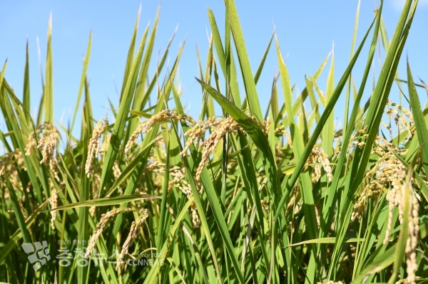 홍성 유기농 특구 쌀