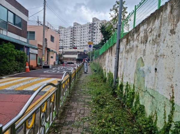 대전 중구는 안전하고 쾌적한 도로환경을 제공하기 위해 관내 도로 예초작업 추진.