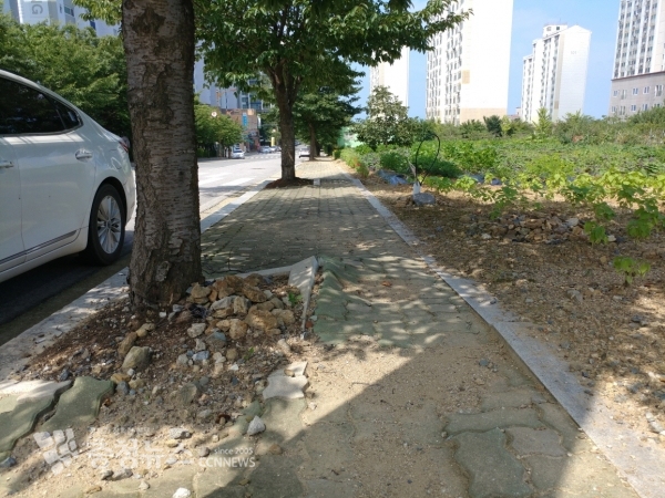 예산군 가로수 정비사업 구간