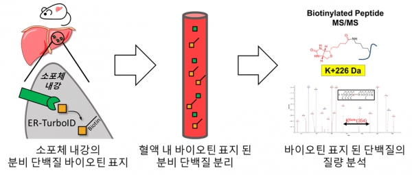 생체 내 조직 특이적 분비 단백질 표지 기법의 모식도