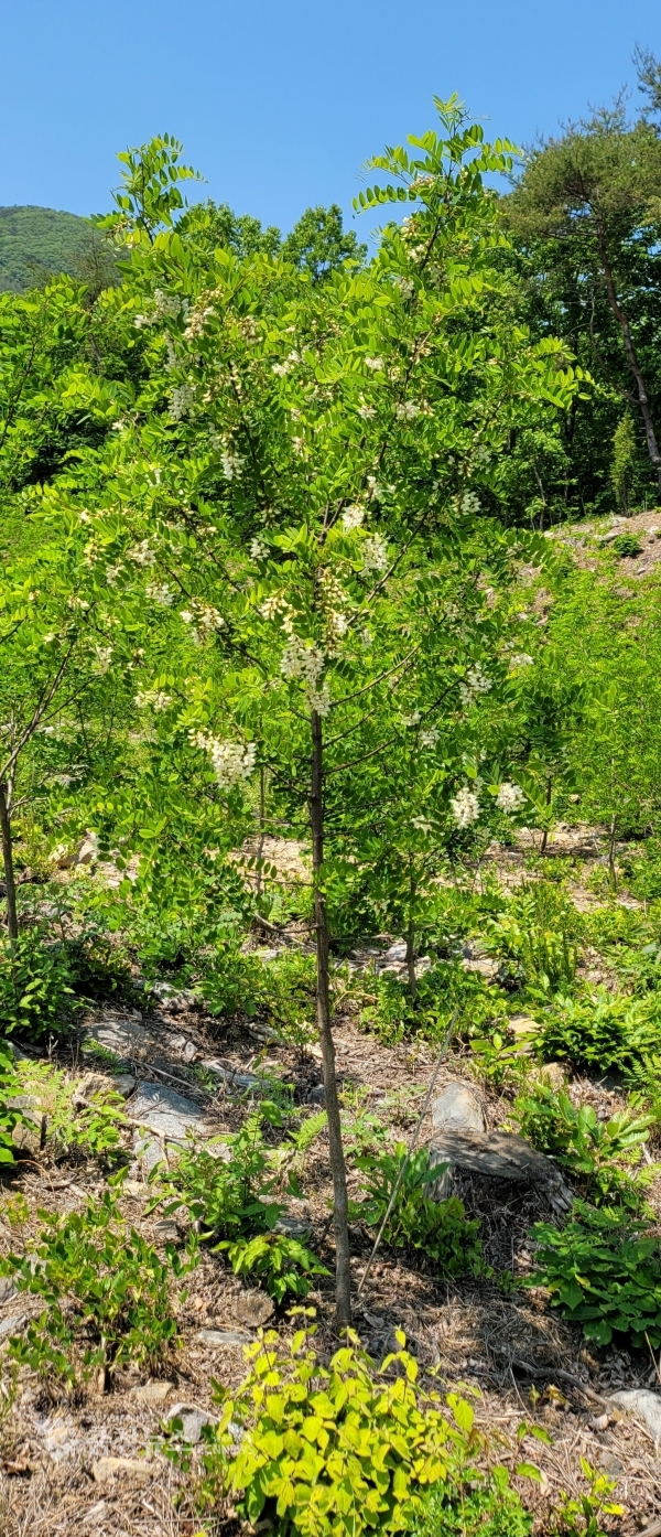 보령 도유림 밀원수