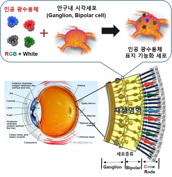 인공 광수용체 기반 시각복원 기술 개발 개요도