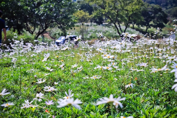 대전 서구에서 조성한 노루벌적십자생태원 내에 만개한 구절초 꽃