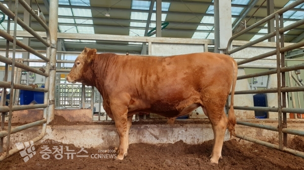 충남 축산기술연구소 보증씨수소 후보수소