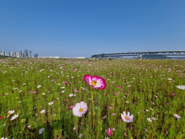 세종시 금강보행교 일대 친수공간에 심어진 코스모스가 만개했다.