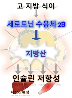 비만시 지방세포의 세로토닌 2B 신호전달에 의한 생체 내 조직의 변화 모식도