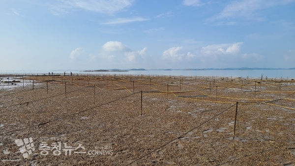 김 채묘시설 설치 작업현장