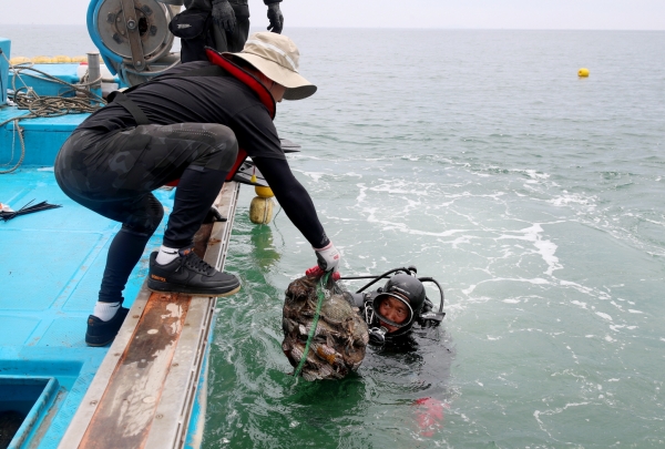근흥면 황골항 꽃게 산란장 조성 모습