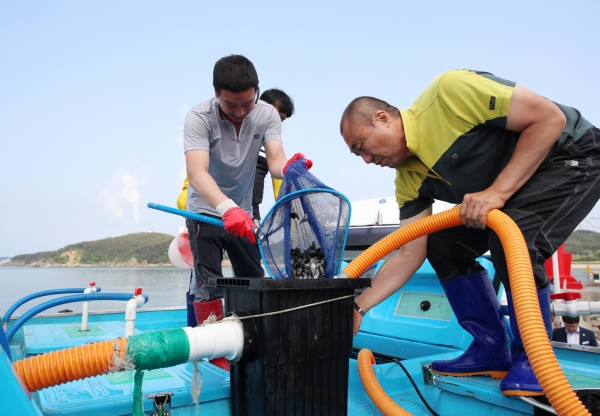 지난해 학암포어촌계 넙치치어 방류 모습