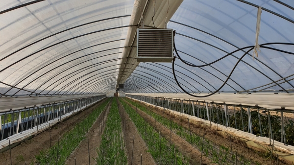 주말 한파특보 대비 농작물 저온피해 사전관리 당부